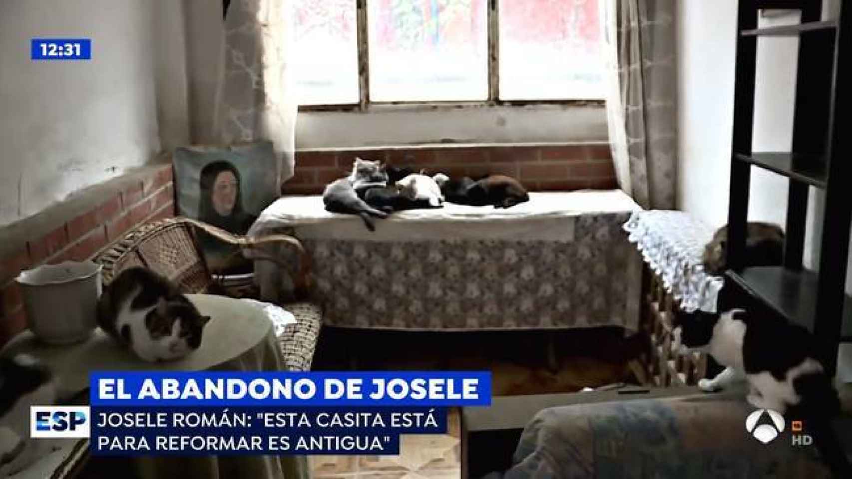 Imagen de la casa de Josele y los gatos que le hacen compañía.
