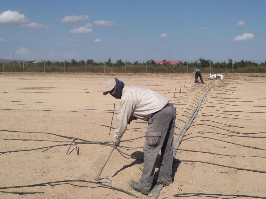 Los amigos de Abdellah, este lunes, en la finca agrícola donde trabajan en El Jimenado.