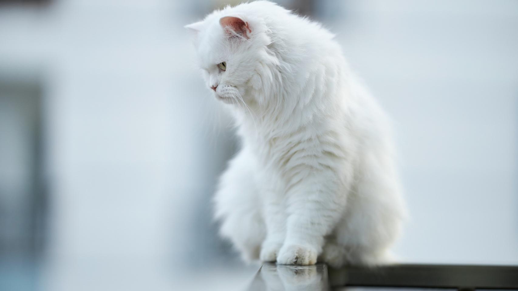 Mi gata suelta mucho pelo
