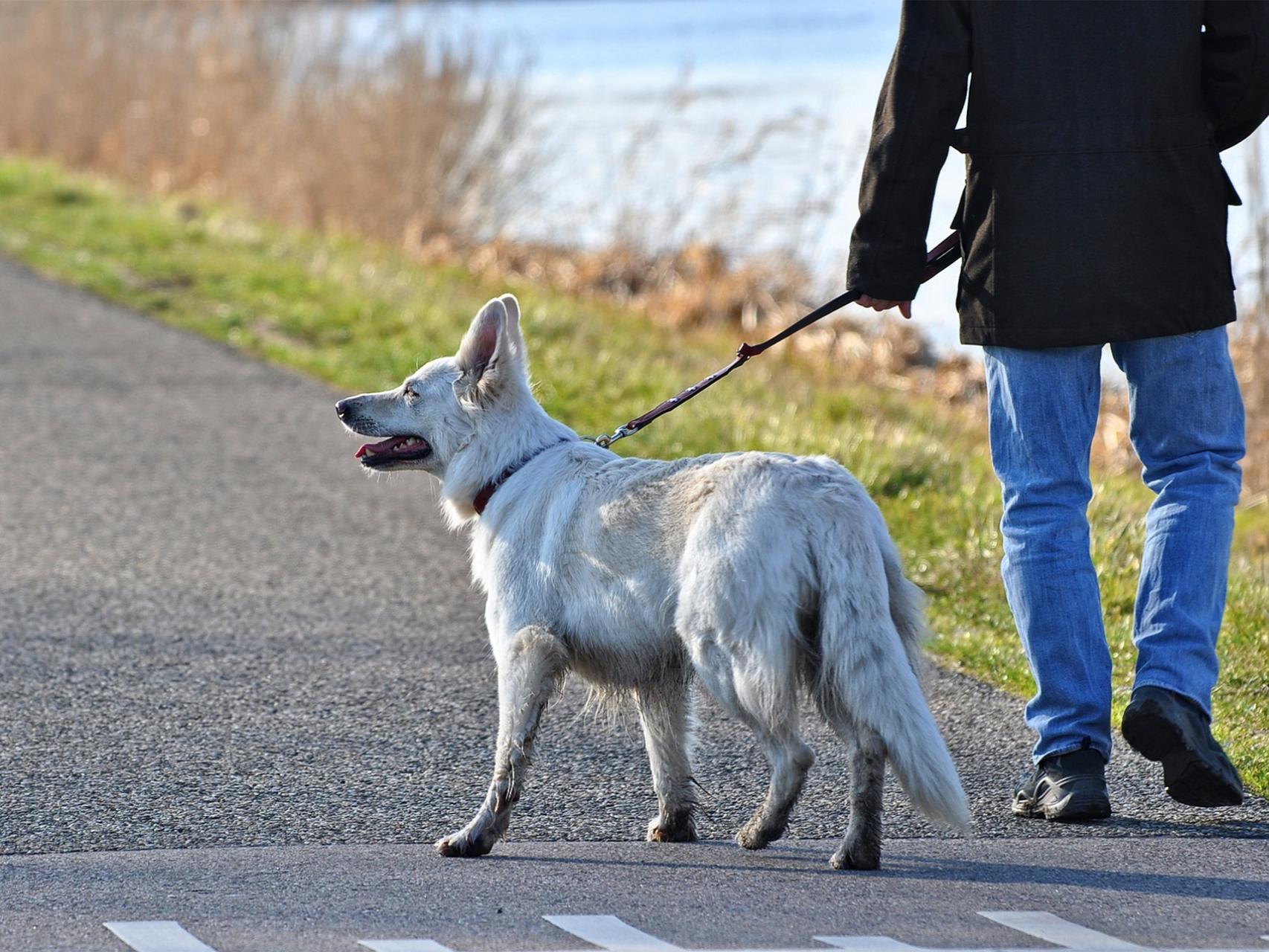 quemas más calorías paseando a un perro