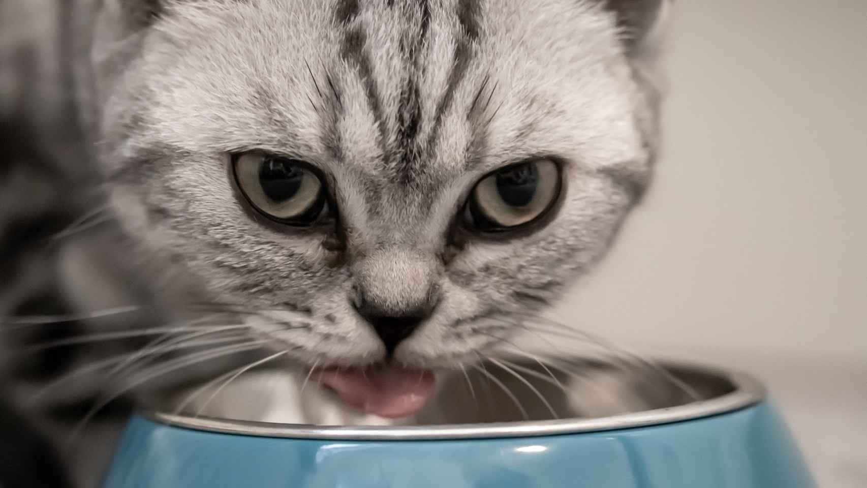 ¿Los gatos pueden comer yogur?