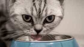 ¿Los gatos pueden comer yogur?