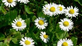 Estas son las flores más bonitas de España