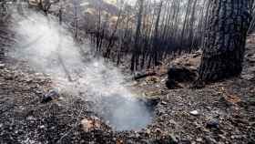 Zonas quemadas por el incendio de Sierra Bermeja, en el área de Puerto de Peñas Blancas a 14 de septiembre 2021 en Estepona .