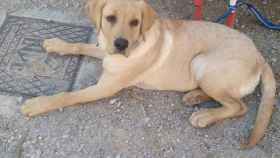 Alerta en Mota del Cuervo (Cuenca) por el envenenamiento de varios perros en los últimos días