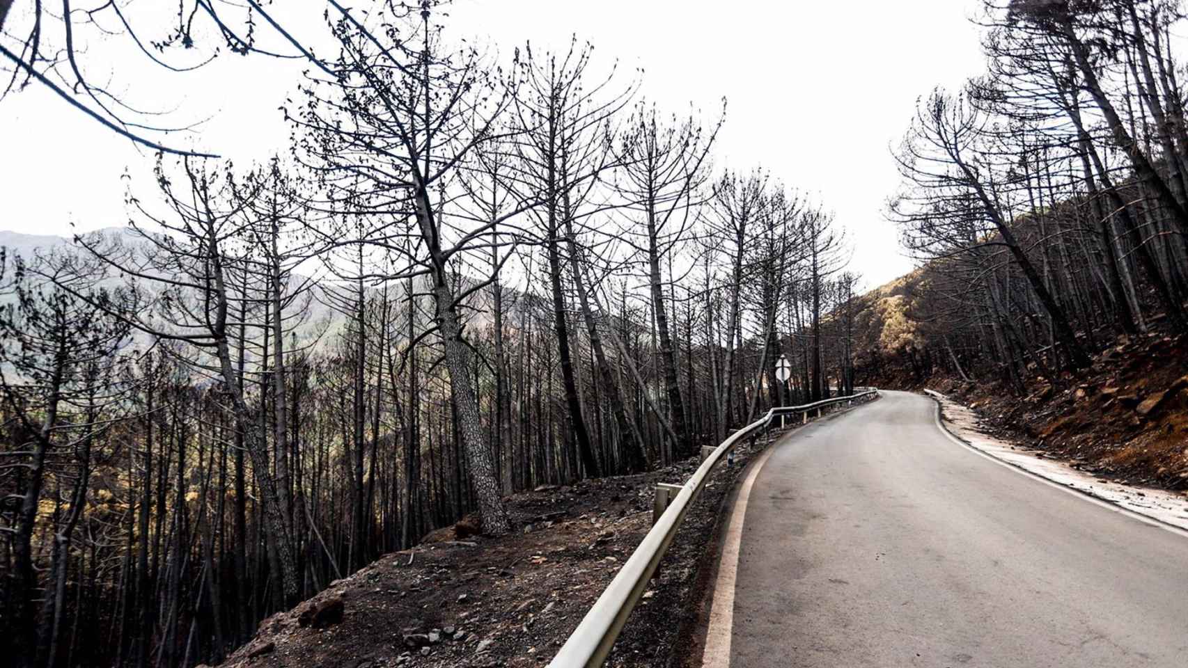 Zonas quemadas por el incendio de Sierra Bermeja.