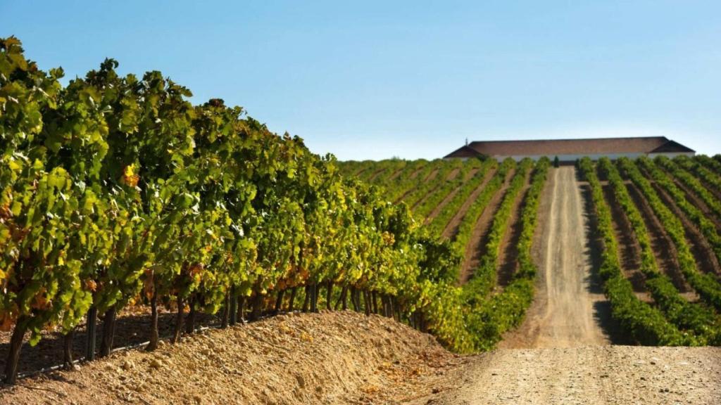 Viñedos en Almendralejo (Badajoz).