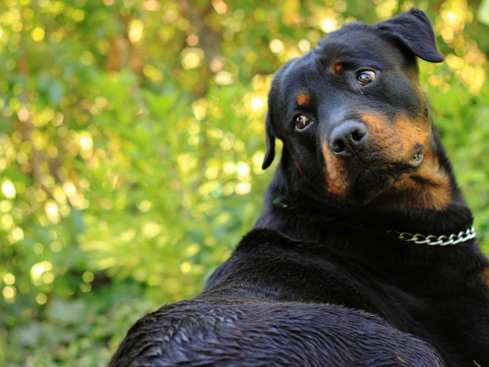 los perros ven mejor que los humanos