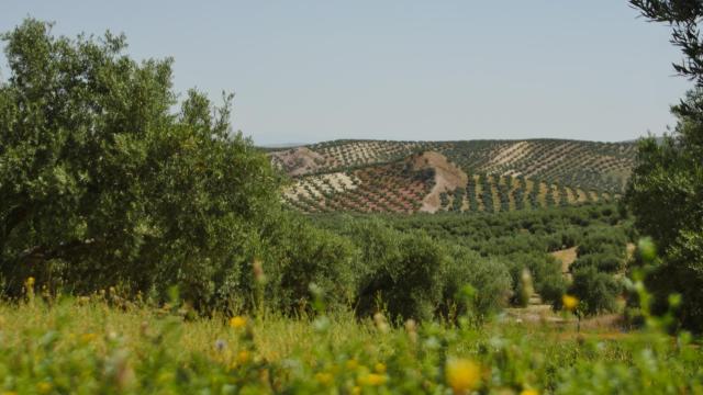 Los beneficios del olivar más allá del aceite: es fuente de energía barata y fija población