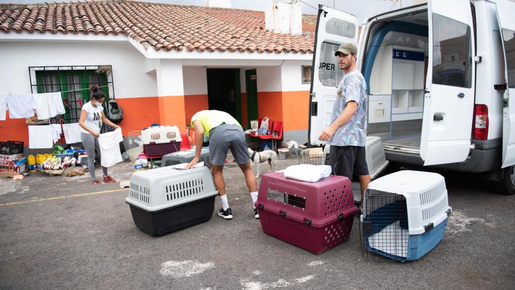 Una imagen de la protectora donde se albergan a los perros perdidos y abandonados.