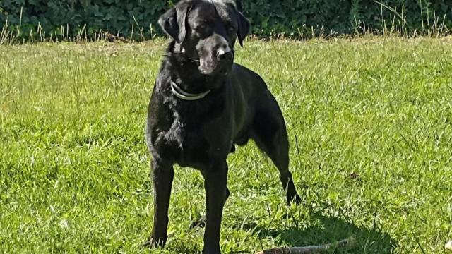 Perro labrador