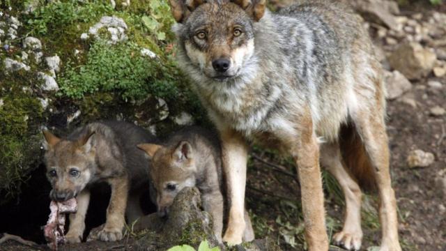 Lobos. Imagen de archivo de Europa Press