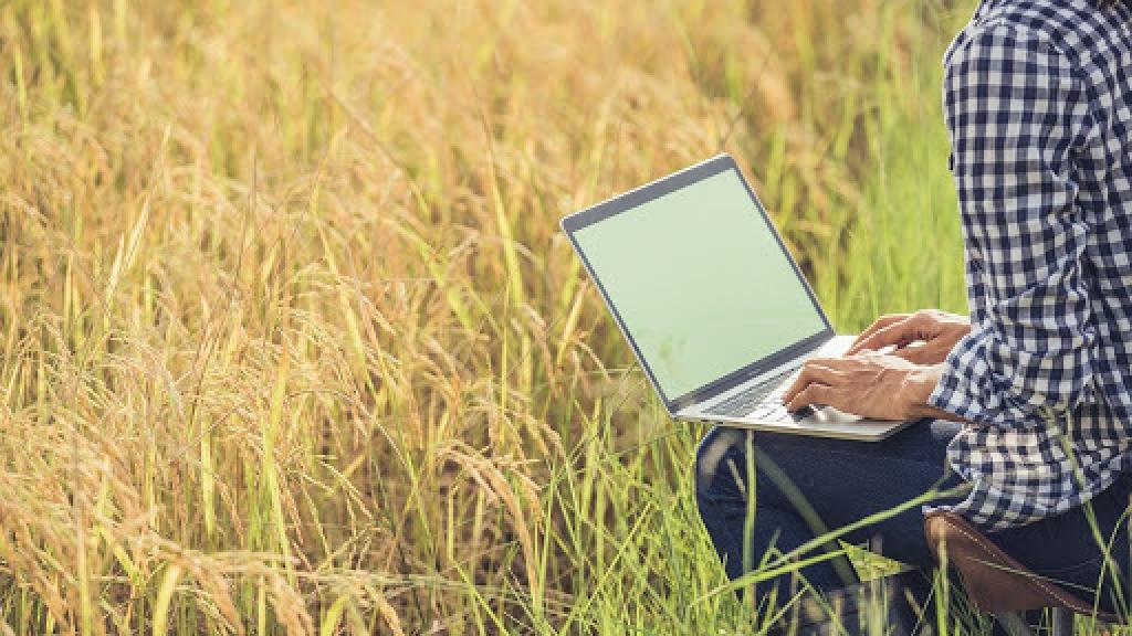 Un hombre utilizando su ordenador portátil en un campo de cultivo.