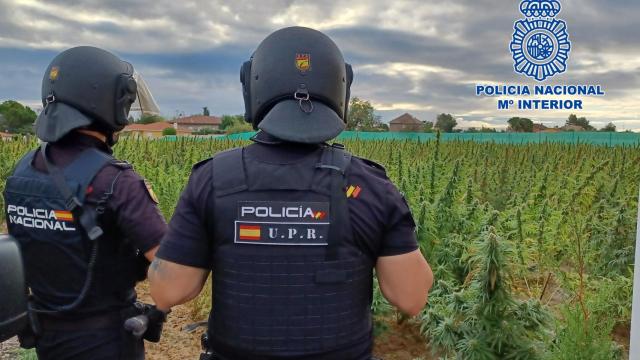 Desmanteladas varias macroplantaciones de droga en la provincia de Toledo