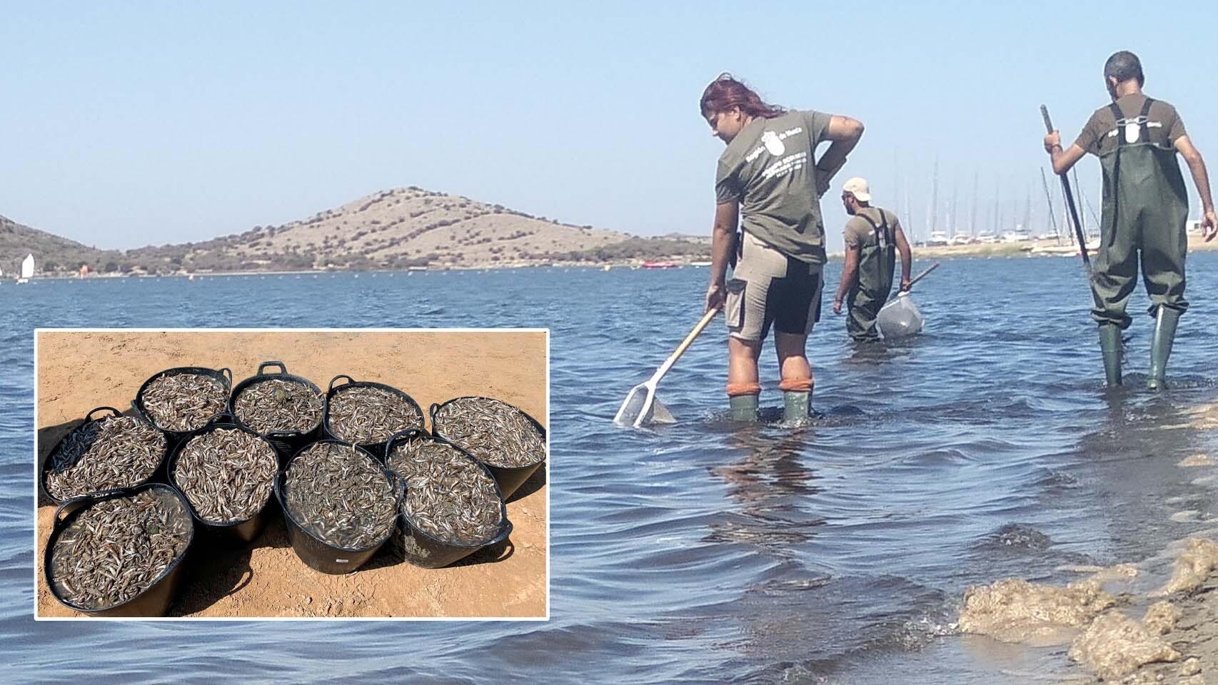 Personal de medio ambiente retirando peces muertos del Mar Menor en agosto.