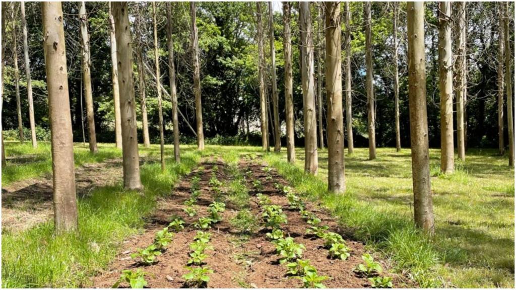 La Cátedra Hijos de Rivera-UDC estudia la regeneración de suelo deteriorado por el eucalipto