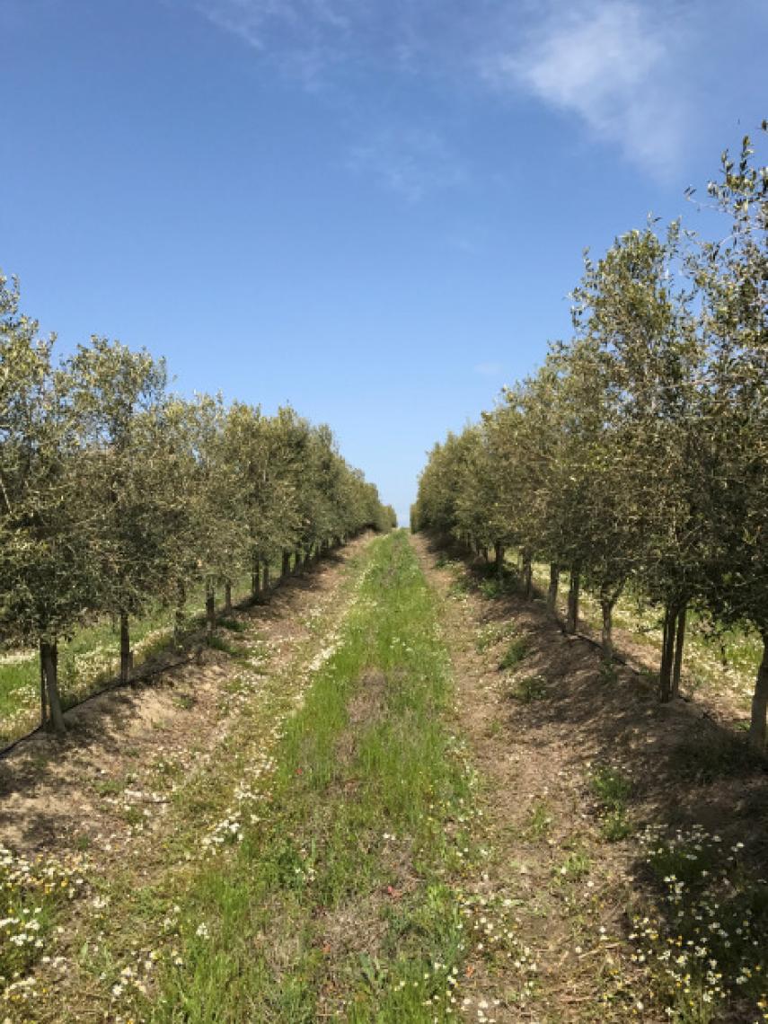 La familia Delgado posee unas 70 hectáreas con olivos que producen aceitunas arbequina o picual.