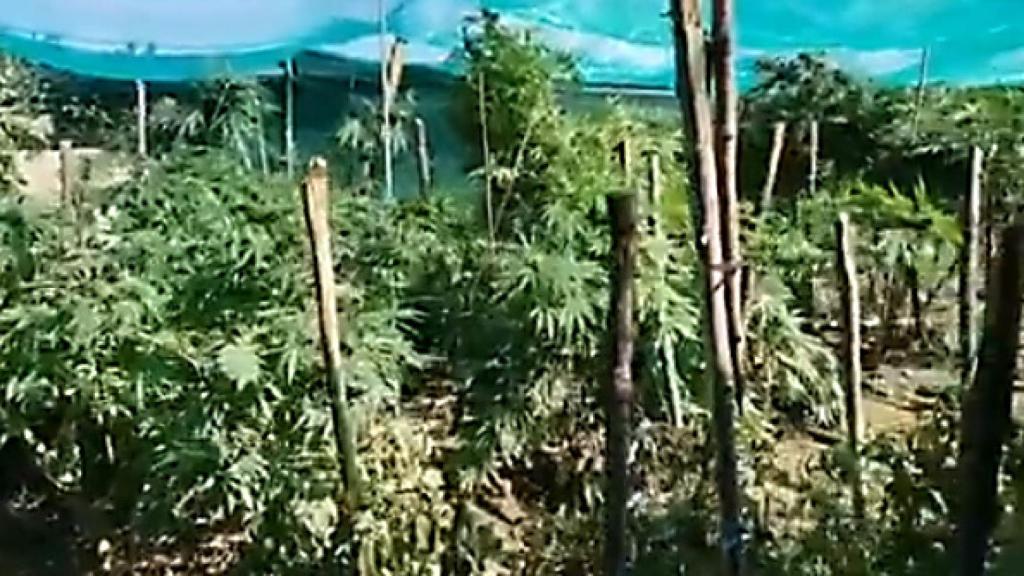 Incautados 40 kilos de marihuana en una finca de Valladolid