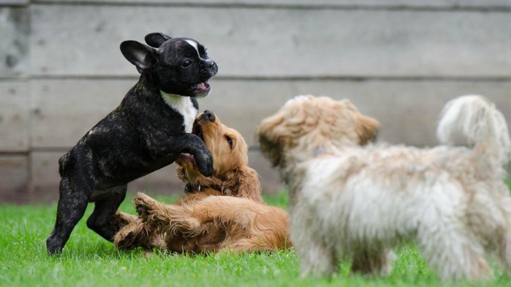 Tres perros jugando en el campo.