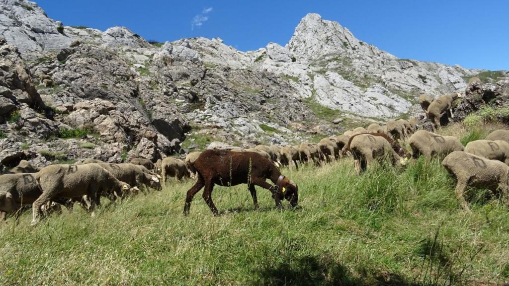 La trashumancia, una práctica ancestral que fundaciones como Monte Mediterráneo quieren recuperar.