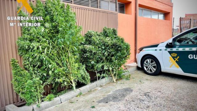 Plantas de marihuana intervenidas por la Guardia Civil en Aldea del Obispo