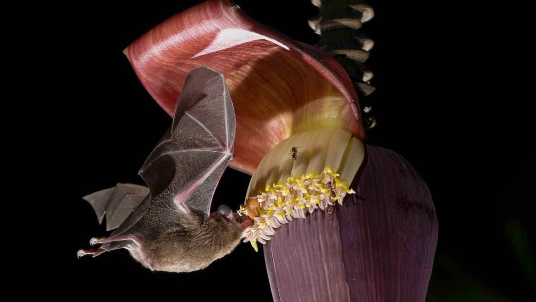 El murciélago siricotero de Pallas se alimenta del néctar de los bananos en Costa Rica.