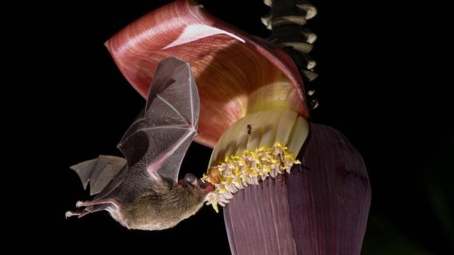 El murciélago siricotero de Pallas se alimenta del néctar de los bananos en Costa Rica.