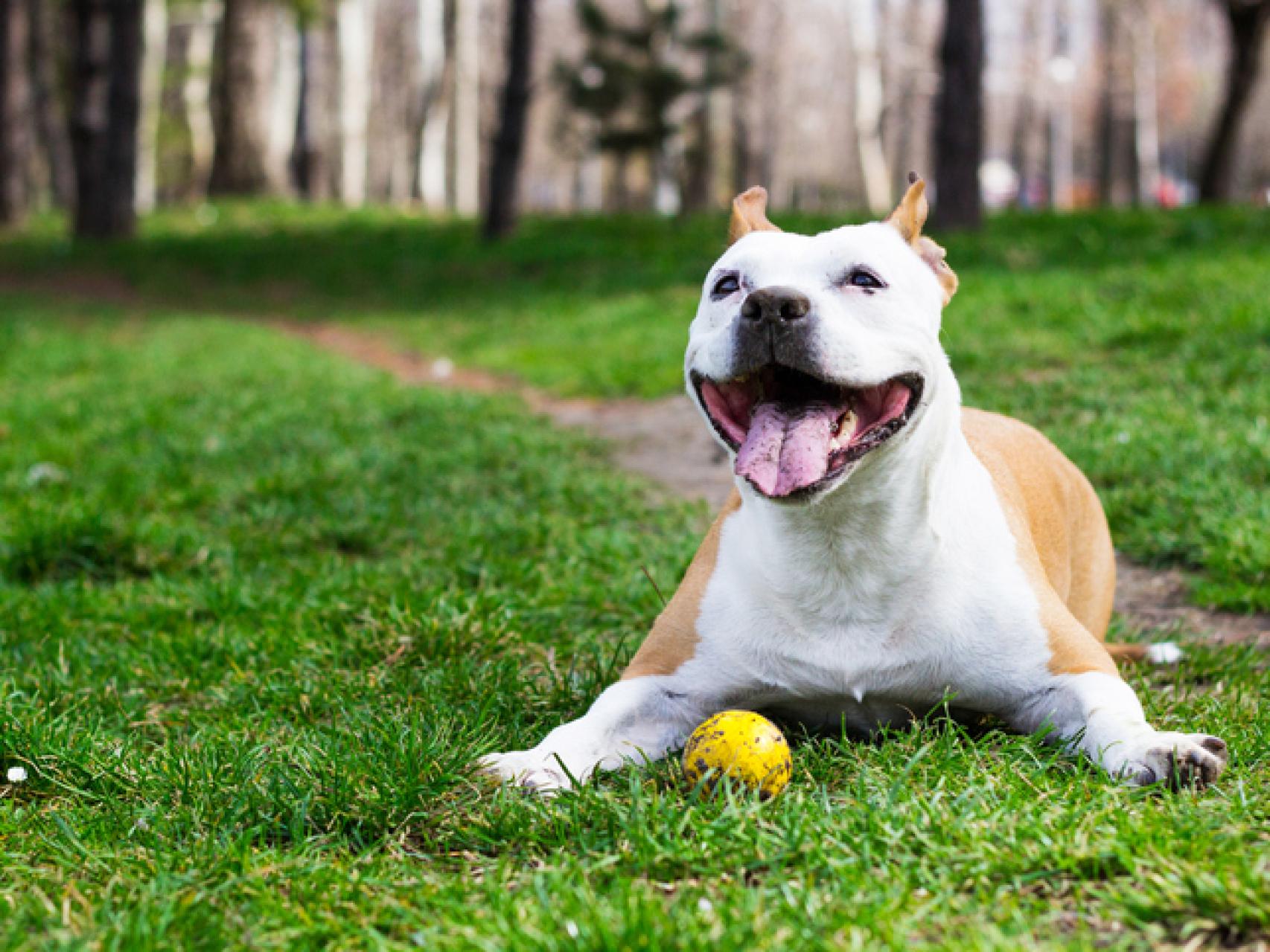 qué razas de perros tienen la piel suelta