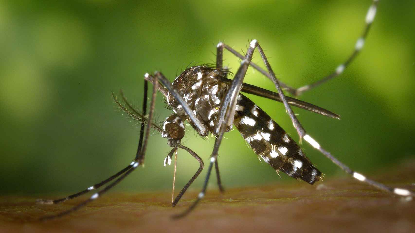 Cómo bajar la inflamación de una picadura de mosquito