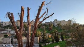 El eucalipto gigante del parque de la Vega, en Toledo, ha sido talado. Fotos: Bomberos del Ayuntamiento de Toledo.