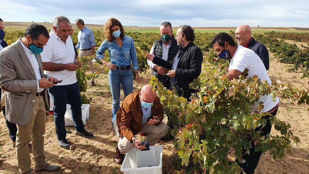 El consejero de Agricultura y Ganadería, Jesús Julio Carnero vendimiando en Toro