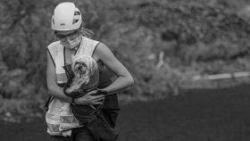 Claudia Rodríguez rescatando a una perra que se encontraba en las faldas del volcán de La Palma mientras cogían muestras de ceniza.
