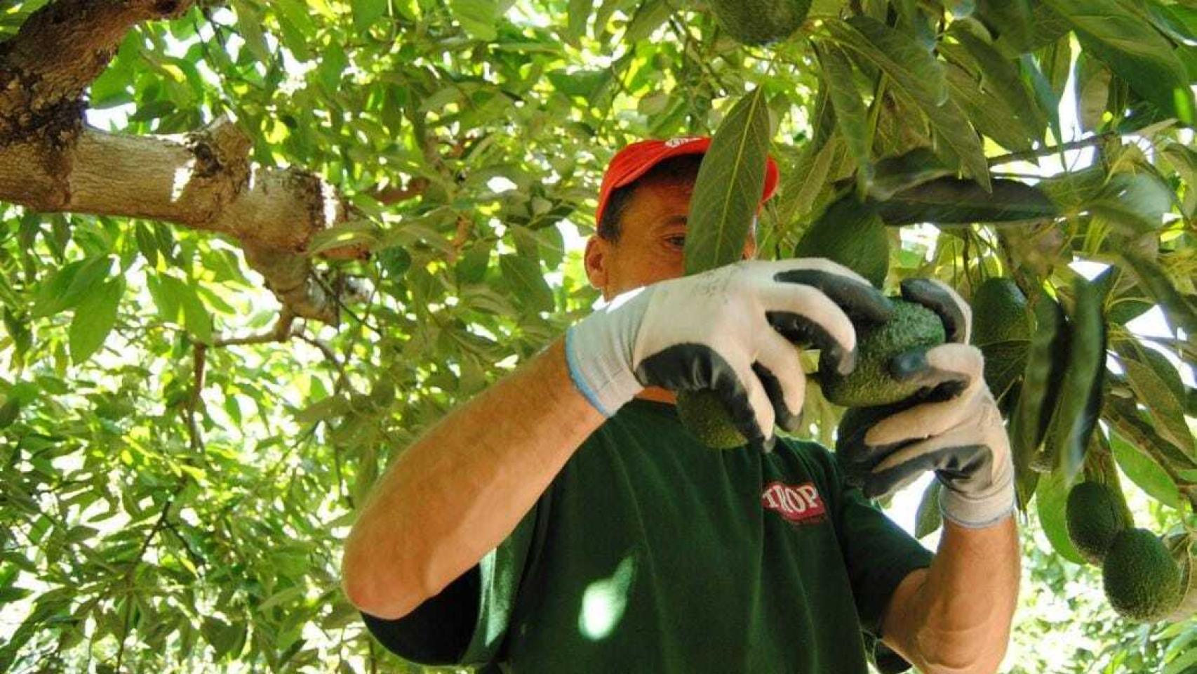 Un agricultor de Trops recogiendo aguacates en la Axarquía.