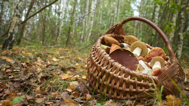 Los mejores alimentos de la huerta y del campo para disfrutar este otoño en Galicia