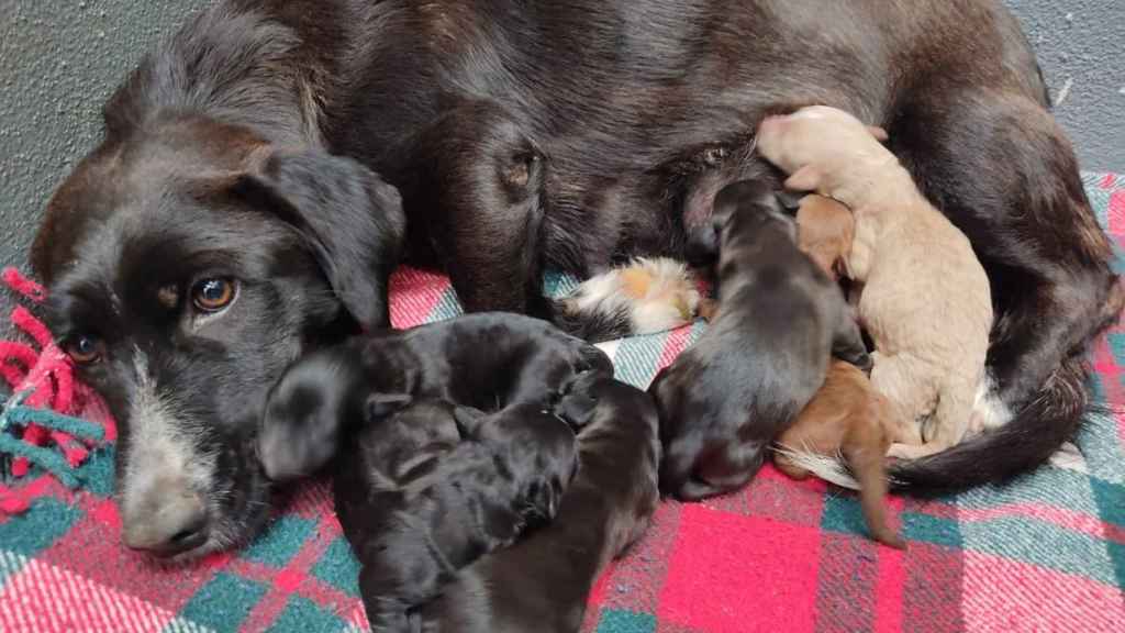 Los seis cachorros y su madre