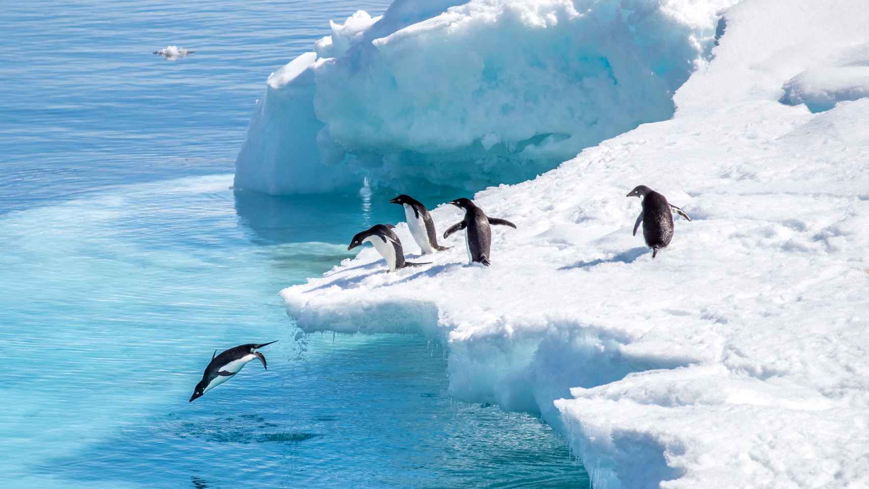 En la Antártida se puede encontrar un tercio de la población mundial de pingüinos.