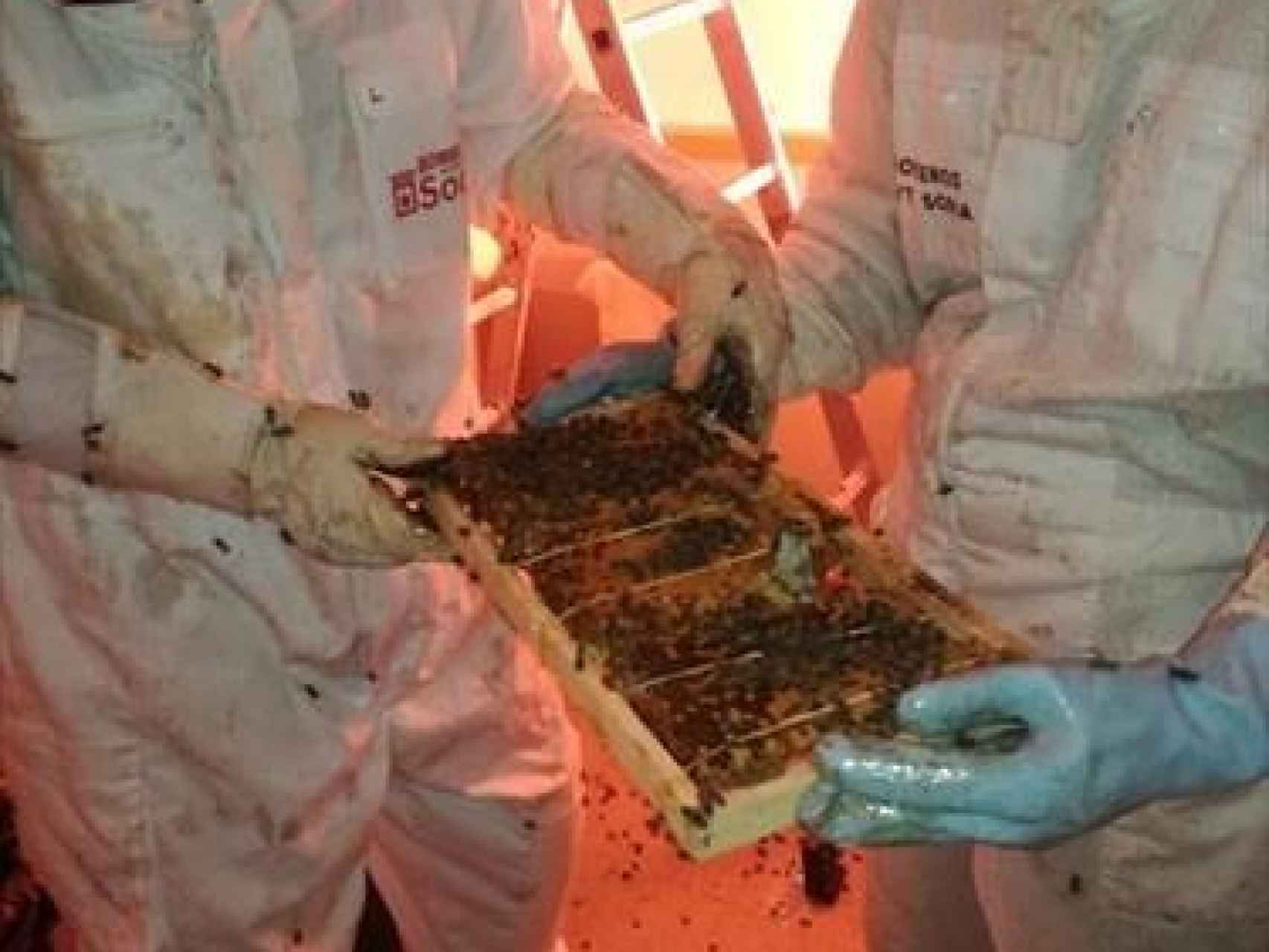 Enjambre de abejas