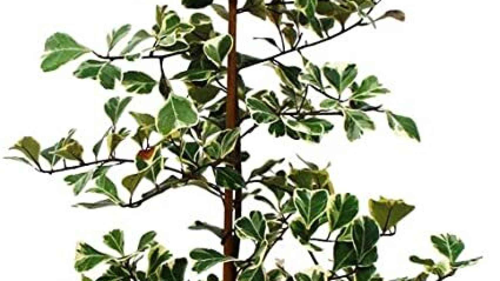Ficus triangularis