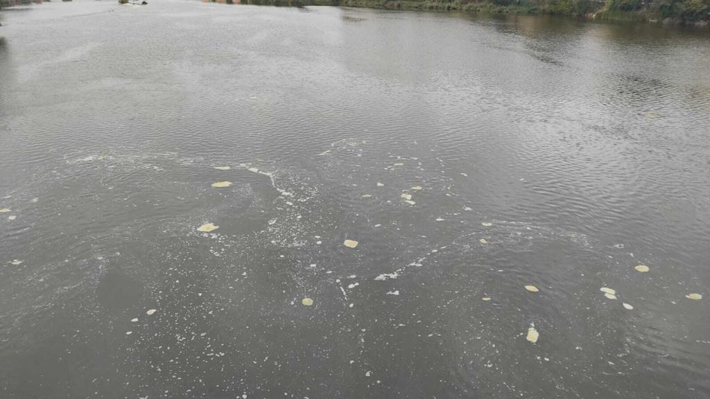 Manchas flotantes en el río Duero en Zamora