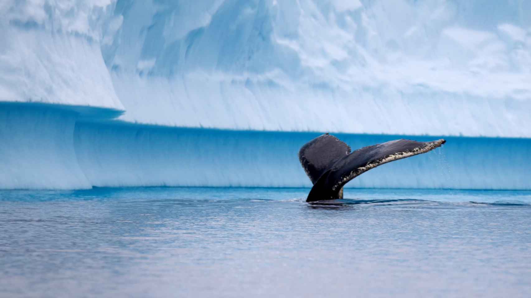 En el continente blanco se encuentran un 40% de las orcas e importantes porcentajes de ballenas y otras especies marinas.
