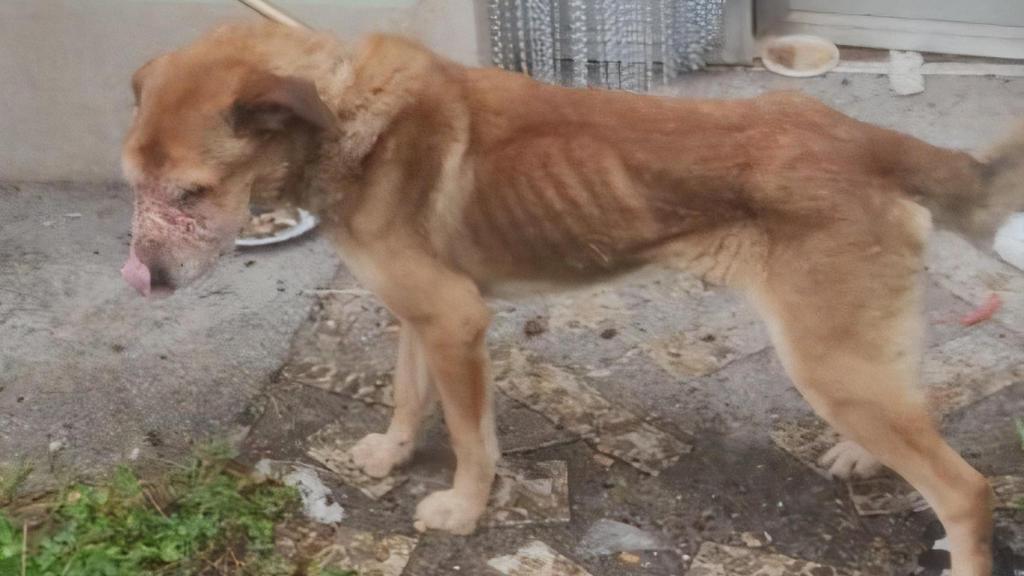 Investigado un vecino de Negreira (A Coruña) por tener 4 perros en condiciones deplorables