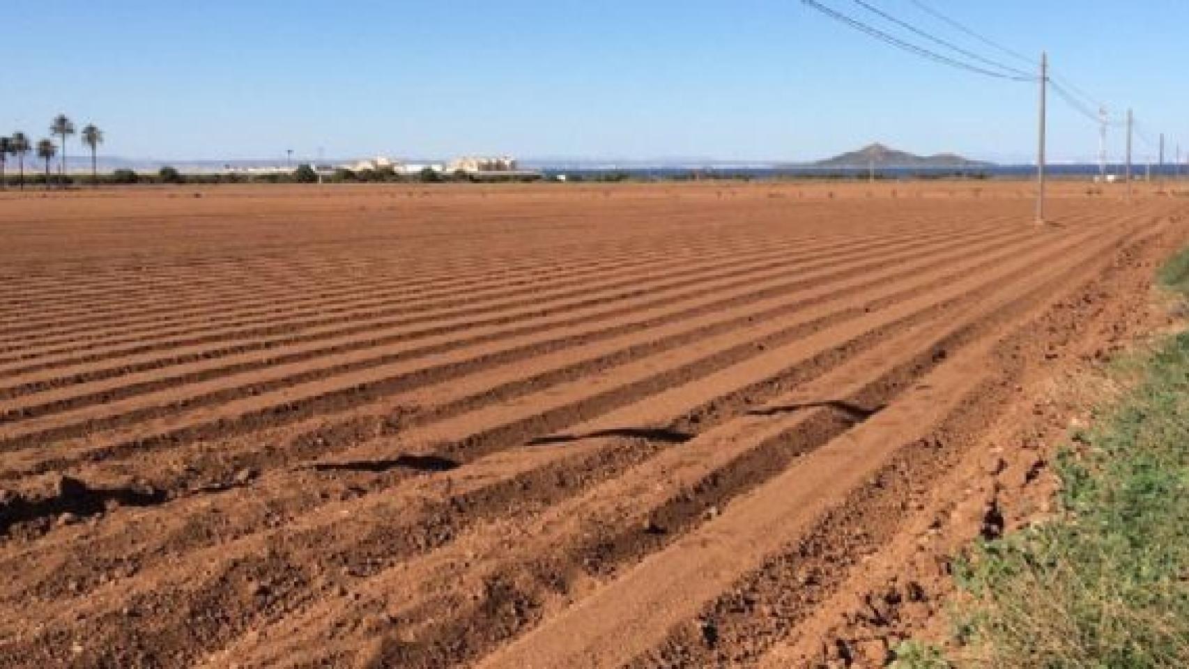 Una explotación agrícola del Campo de Cartagena en el entorno mamenorense.