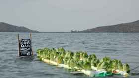 Unas lechugas plantadas simbólicamente por Ecologistas en Acción en el Mar Menor.