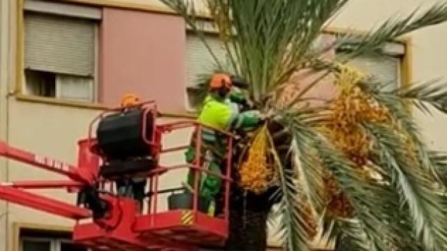 Chapuza en el mayor palmeral de Europa: Denuncian la peligrosa poda con motosierra en Elche