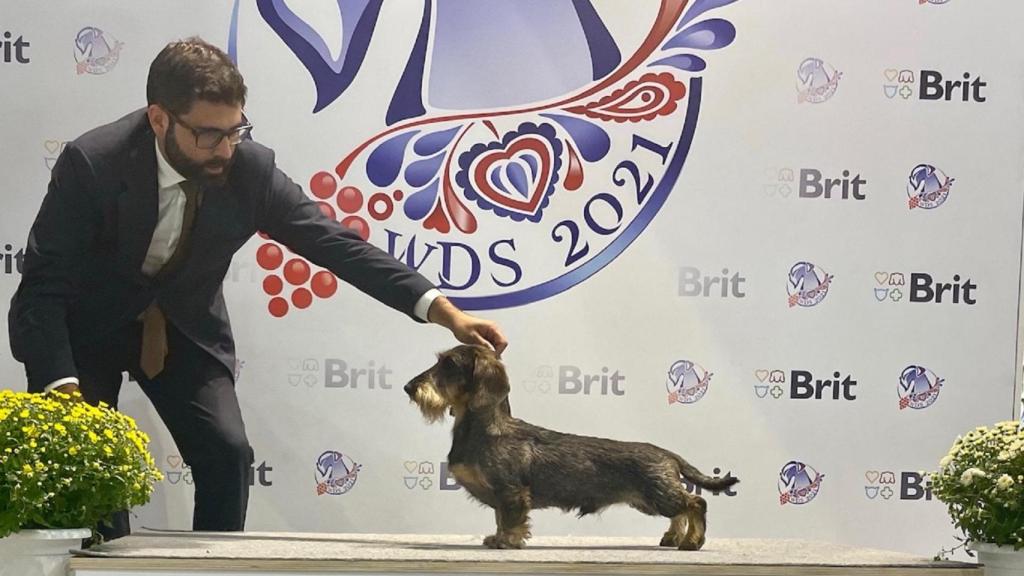 Pablo Veiras con su perro Tragaldabas Bertín en World Dog Show (WDS) Brno.