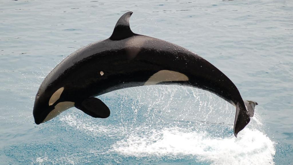 Orca