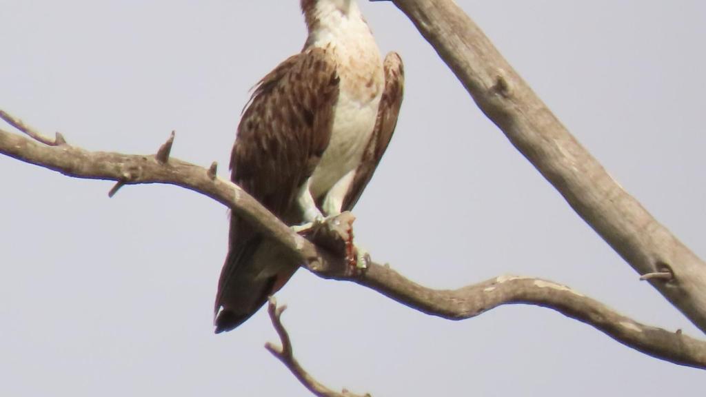 Águila pescadora.