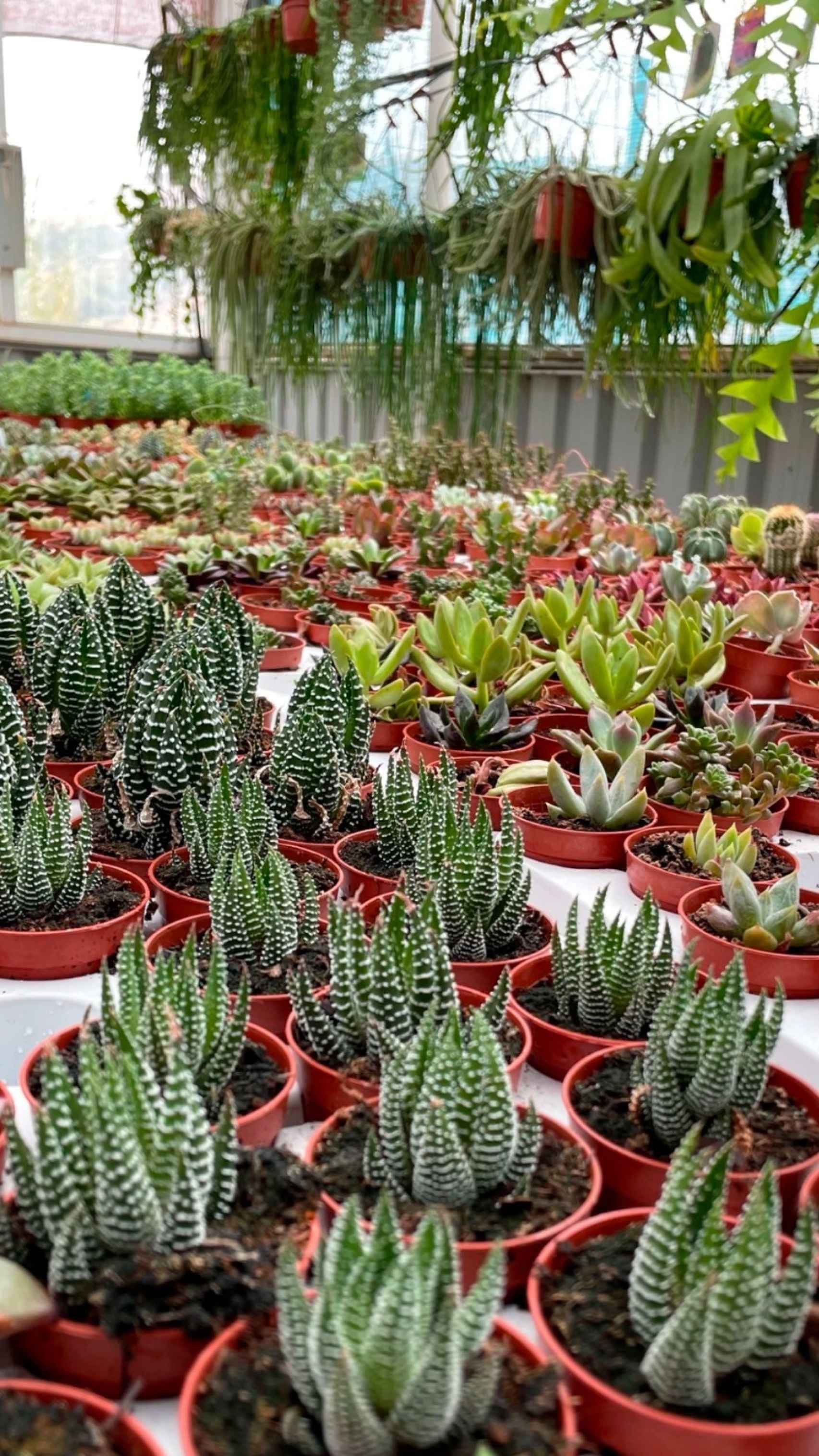 Algunos de los cactus que venden.