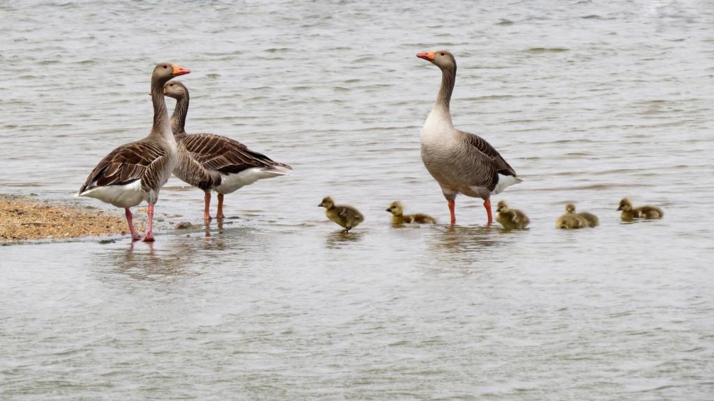 Arribes del Duero, epicentro del Día Internacional de las Aves en Castilla y León