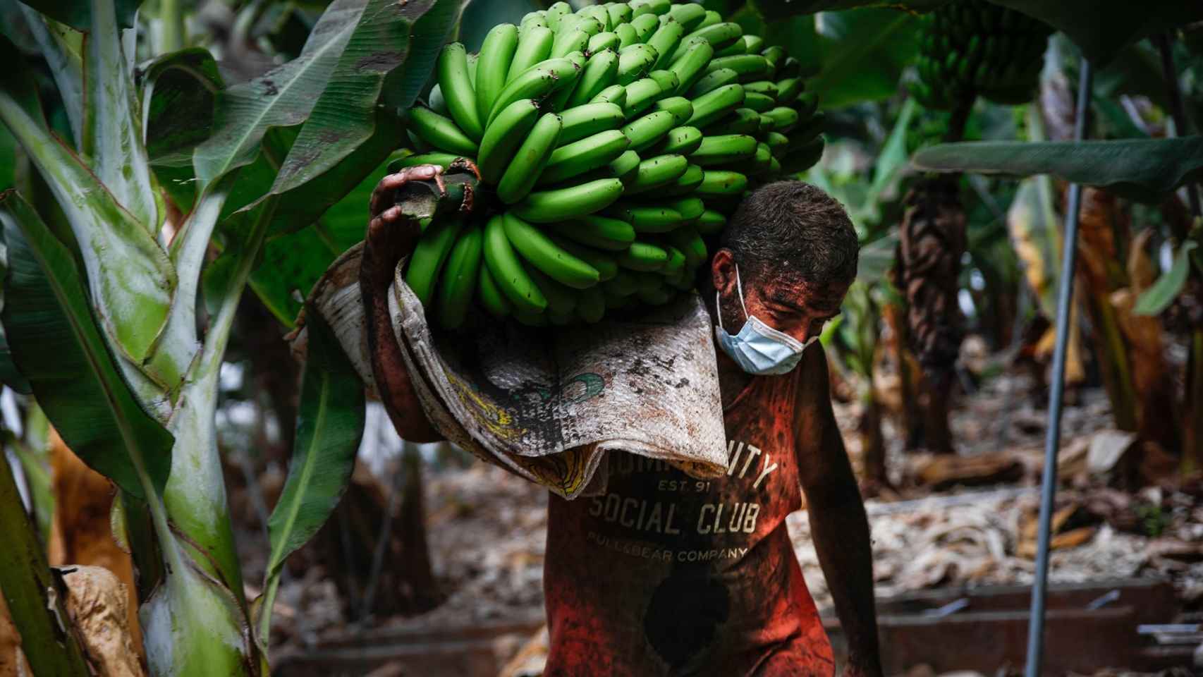 Cultivadores de plátanos recogiendo sus cosechas antes de que la lava arrase las plantaciones.